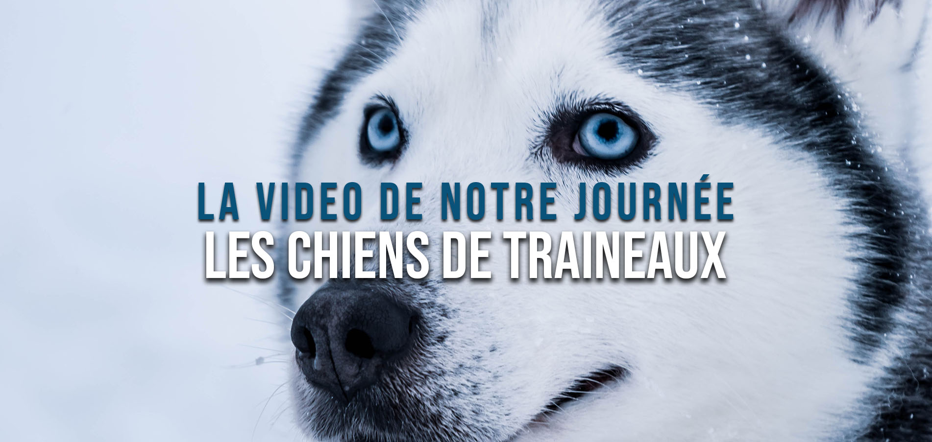 La vidéo de notre journée en chiens de traineaux en laponie