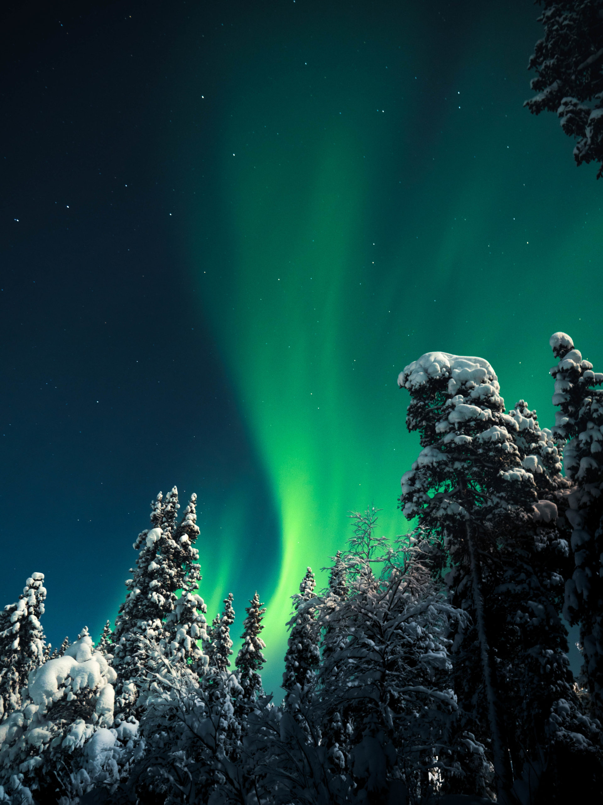 Les aurores boréales en forêt