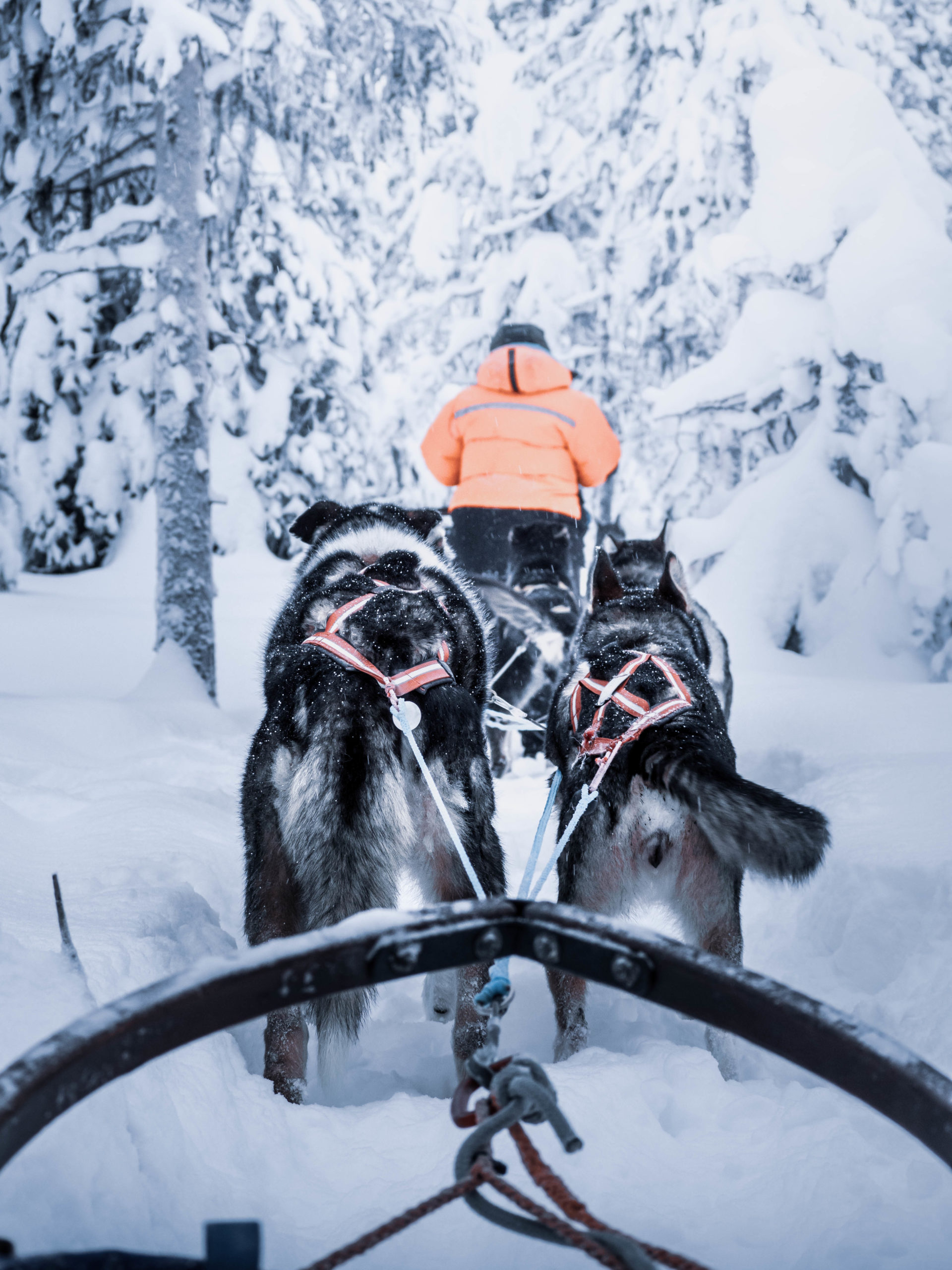 Chiens de traineaux laponie husky voice kiruna