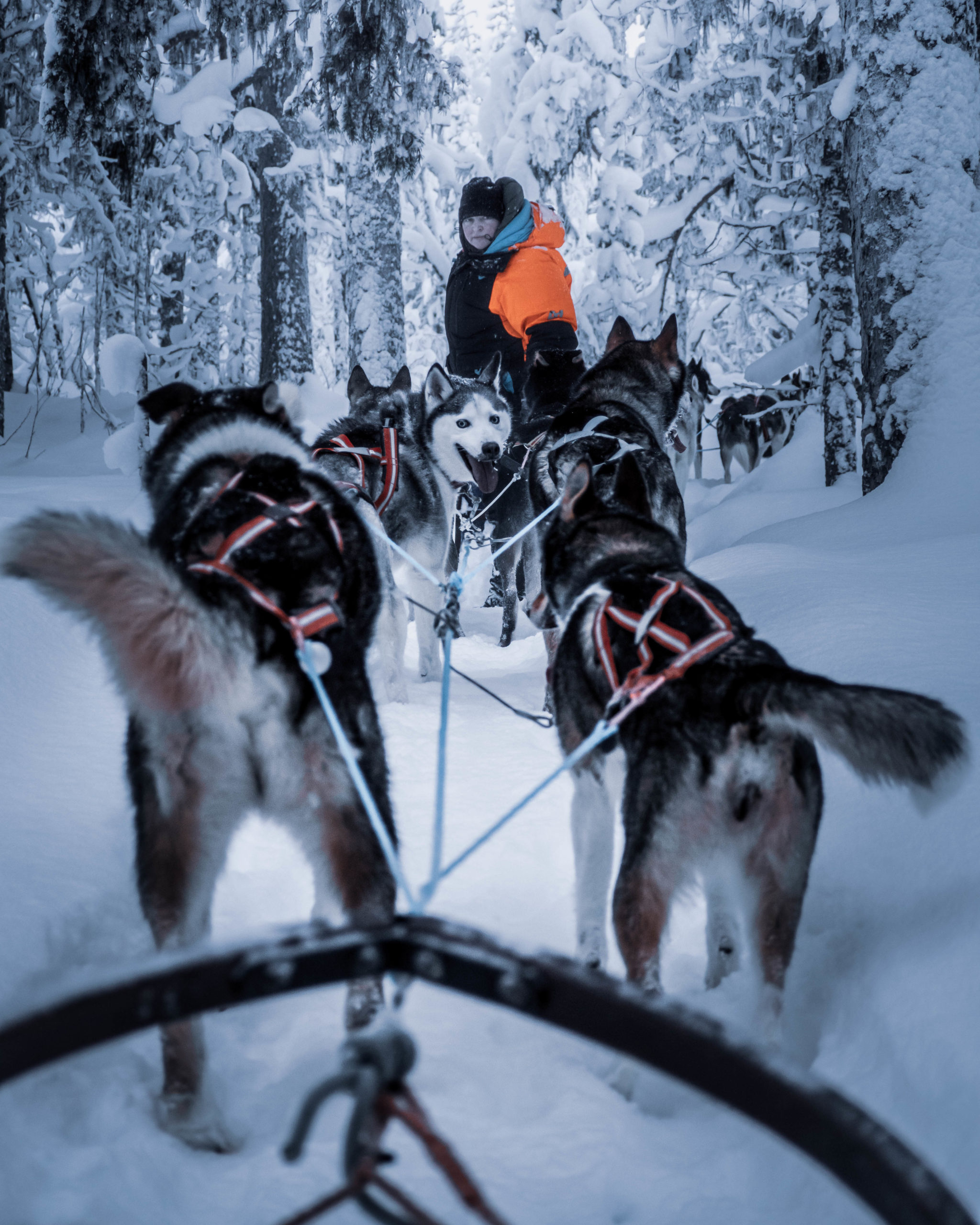 Chiens de traineaux avec Husky voice kiruna en laponie