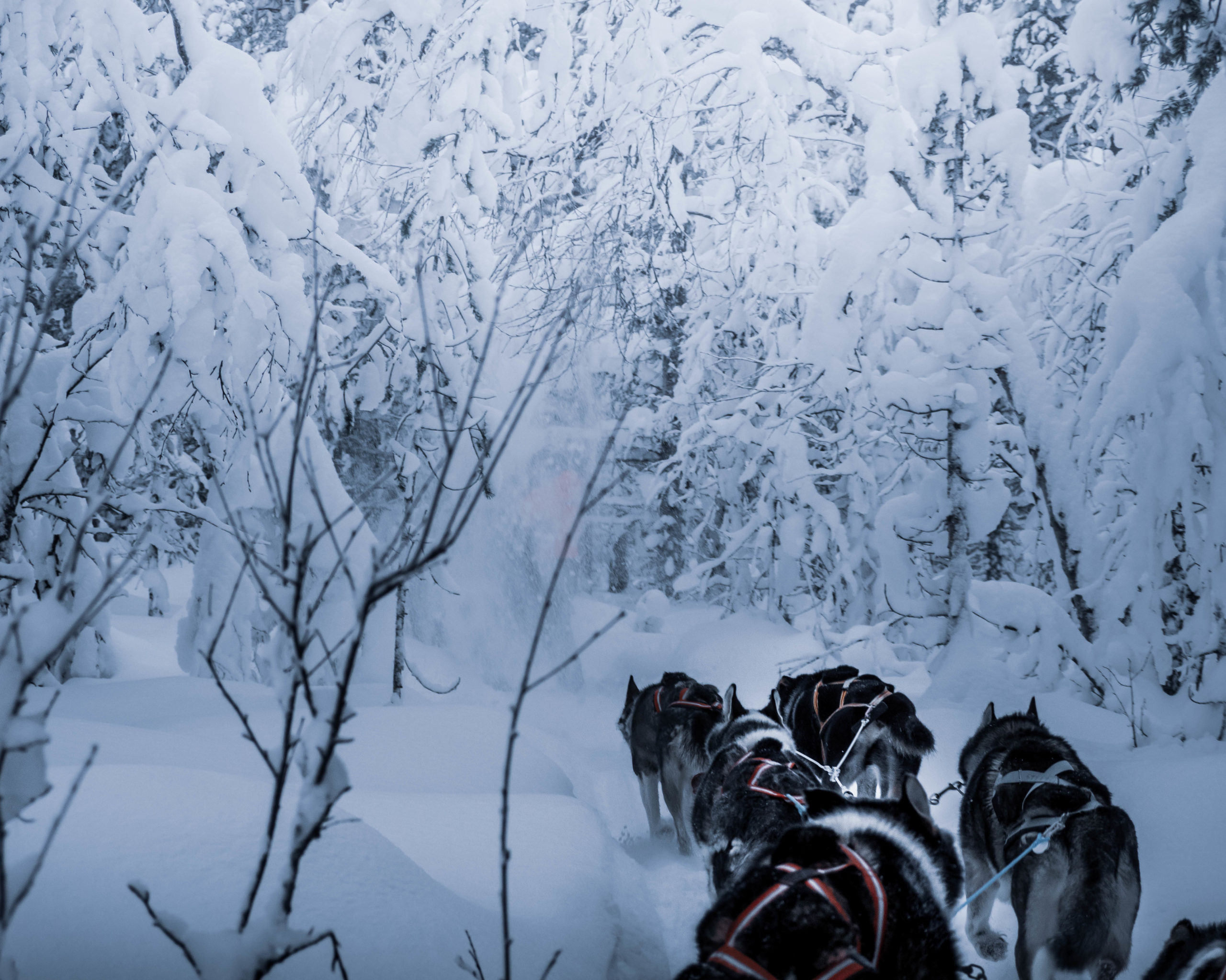 Parcour en forêt en laponie avec Jusky voice kiruna