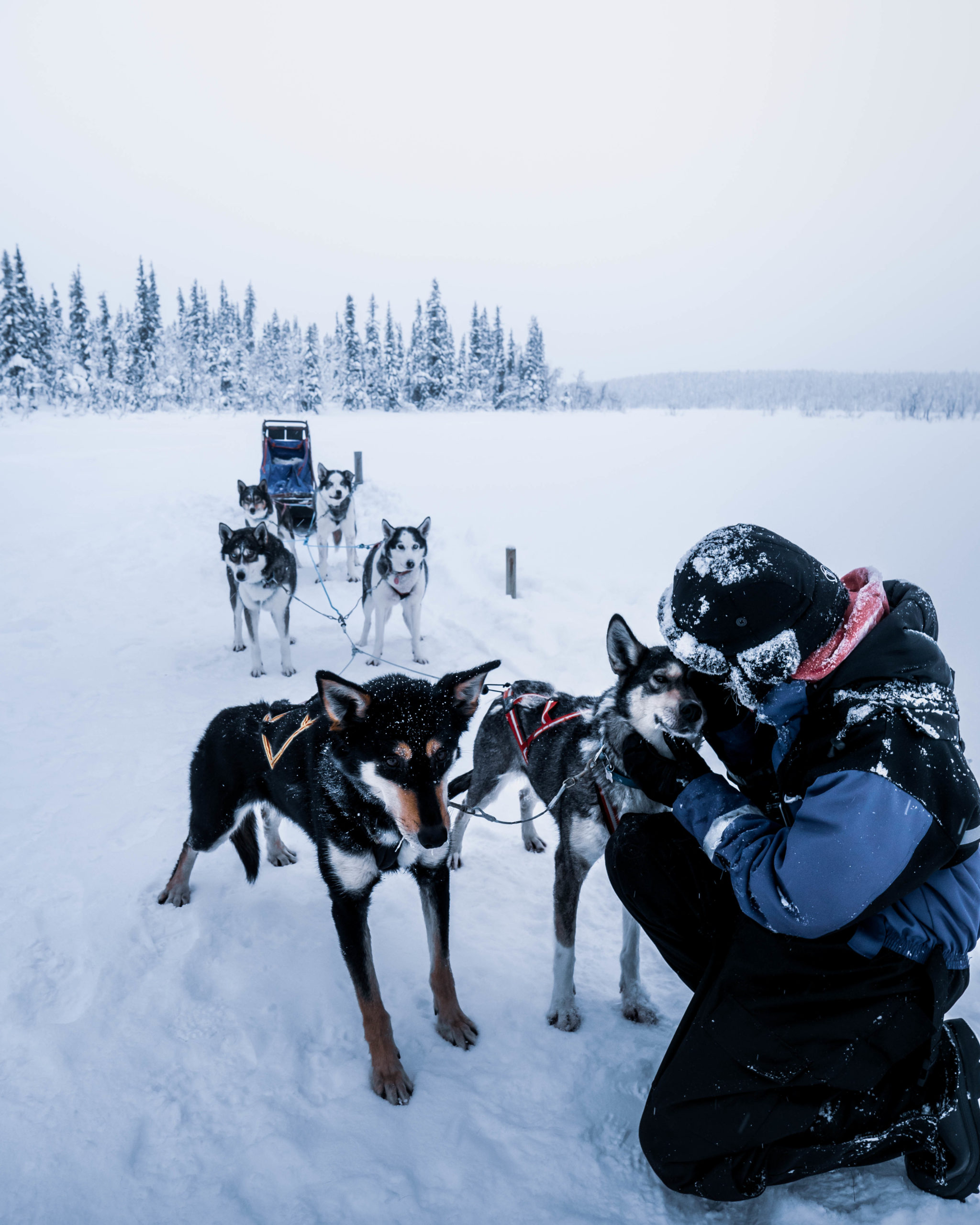 Chiens de traineaux husky voice kiruna