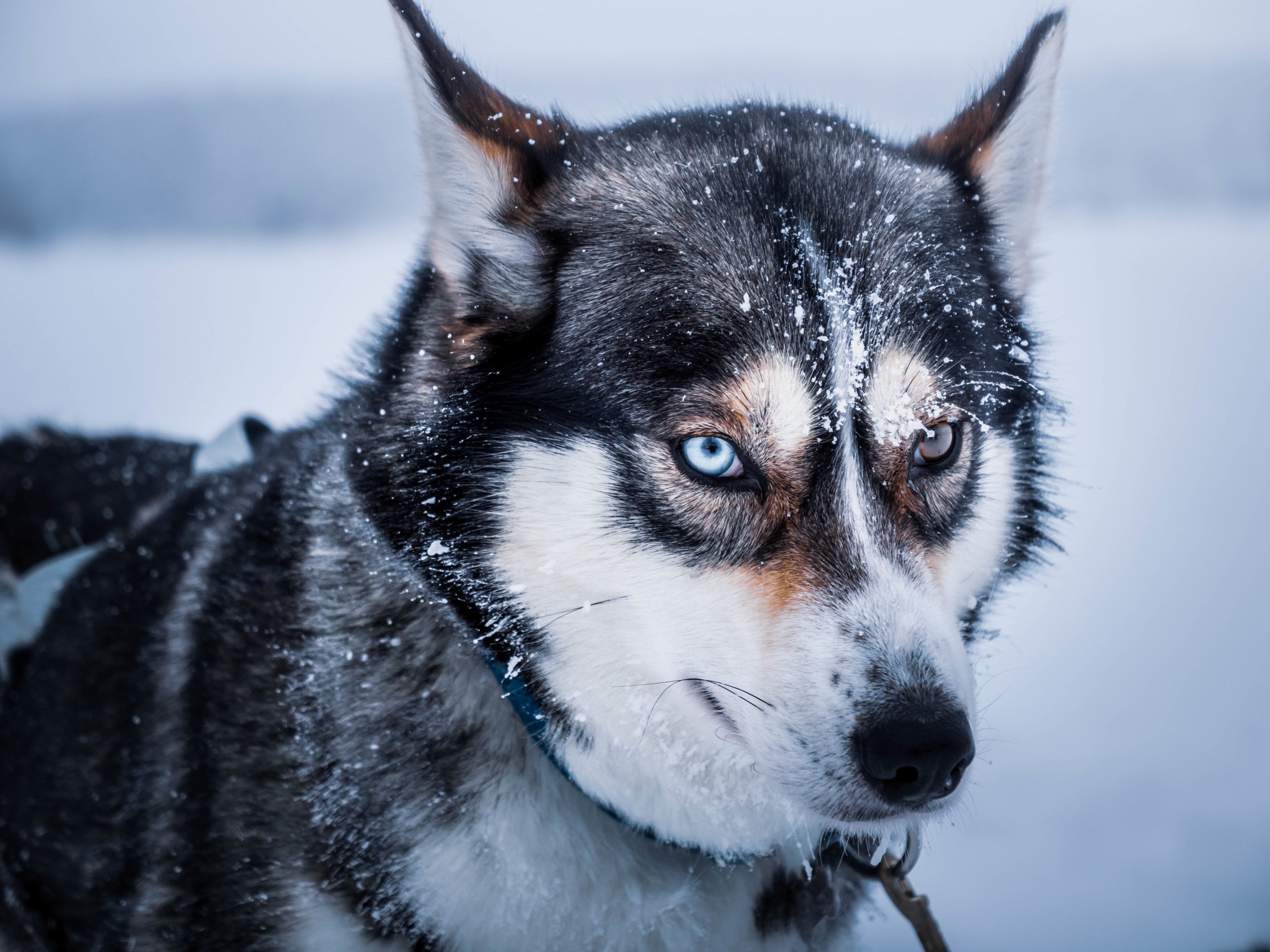 Gros plan sur un des chien