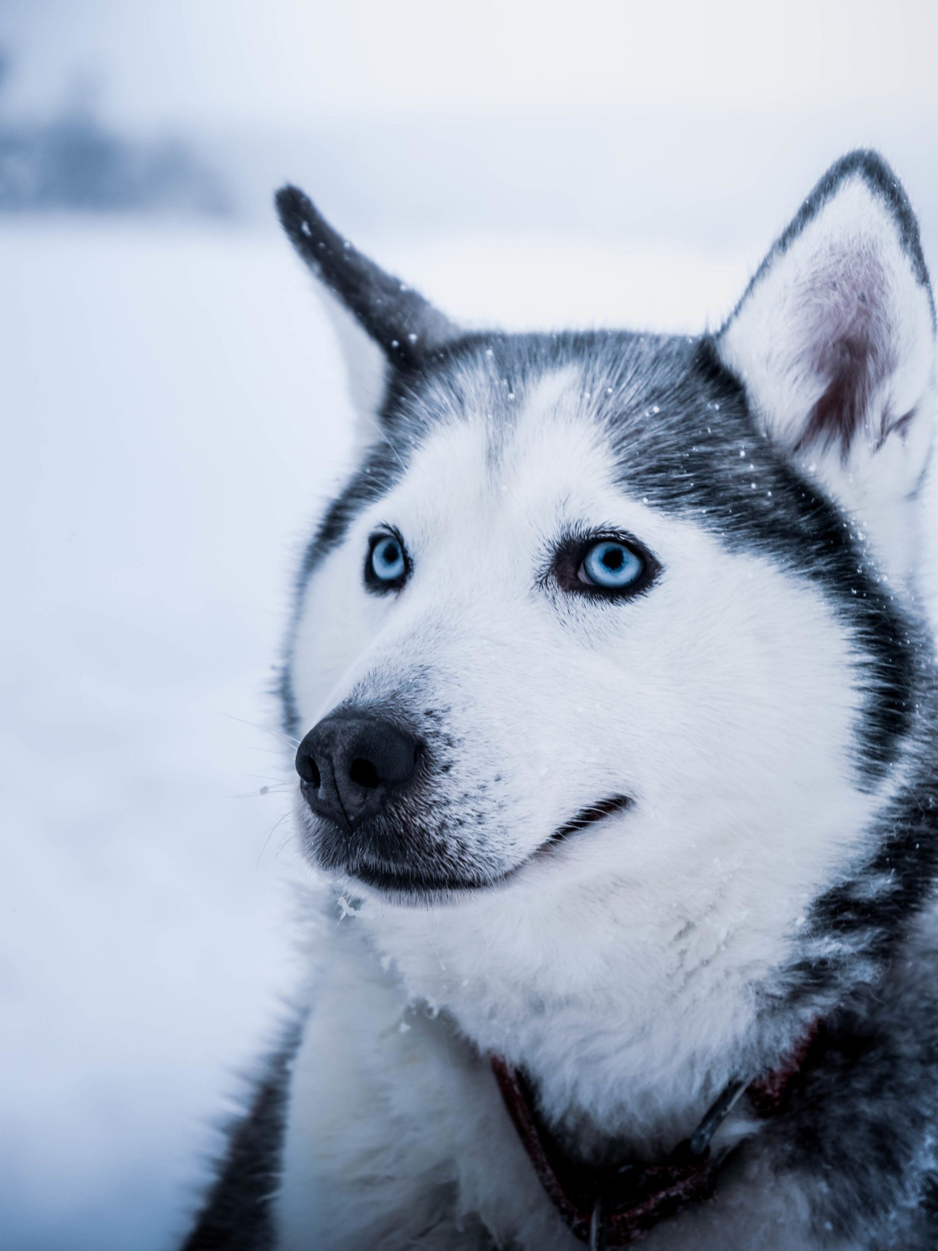 Chiens de traineaux