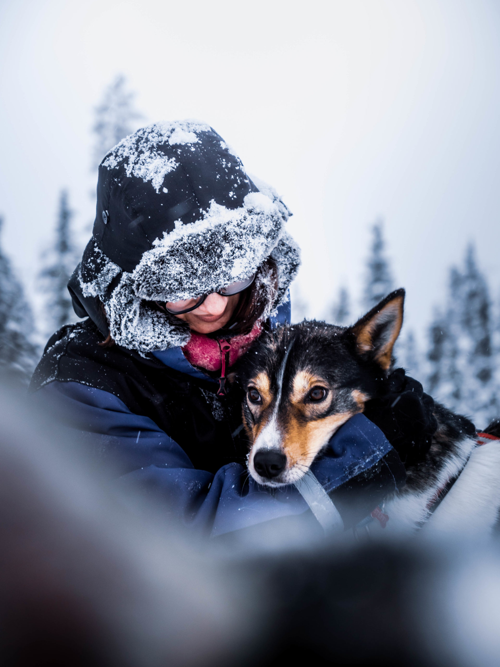 take your bagage et les chiens de traineaux