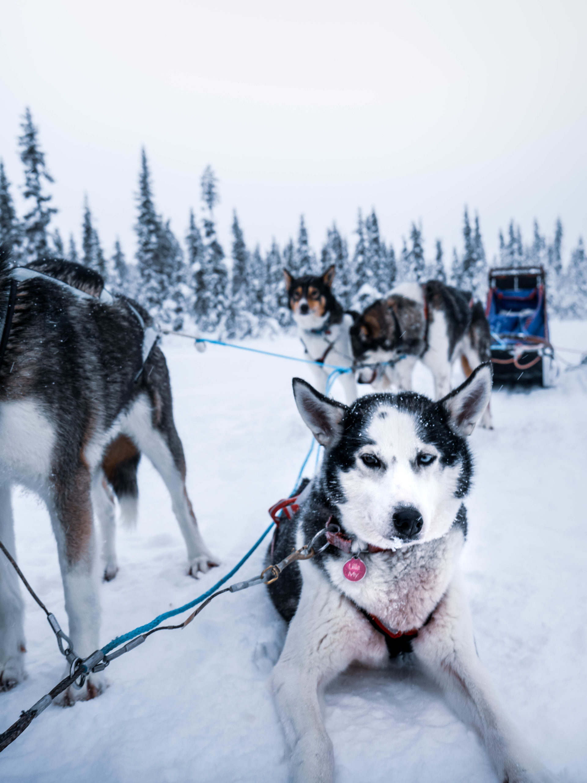 Husky voice kiruna chiens de traineaux laponie