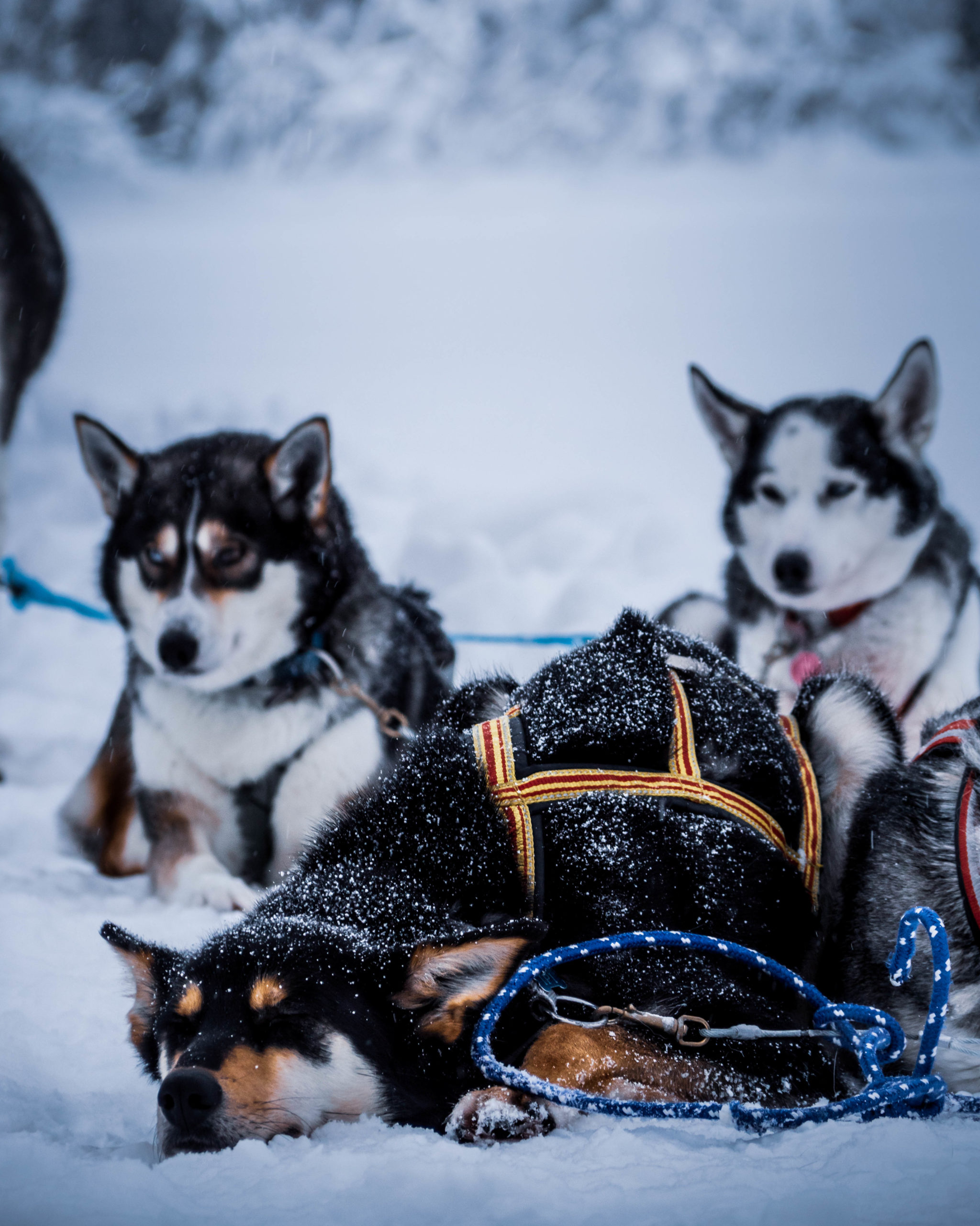 Repos chiens de traineaux