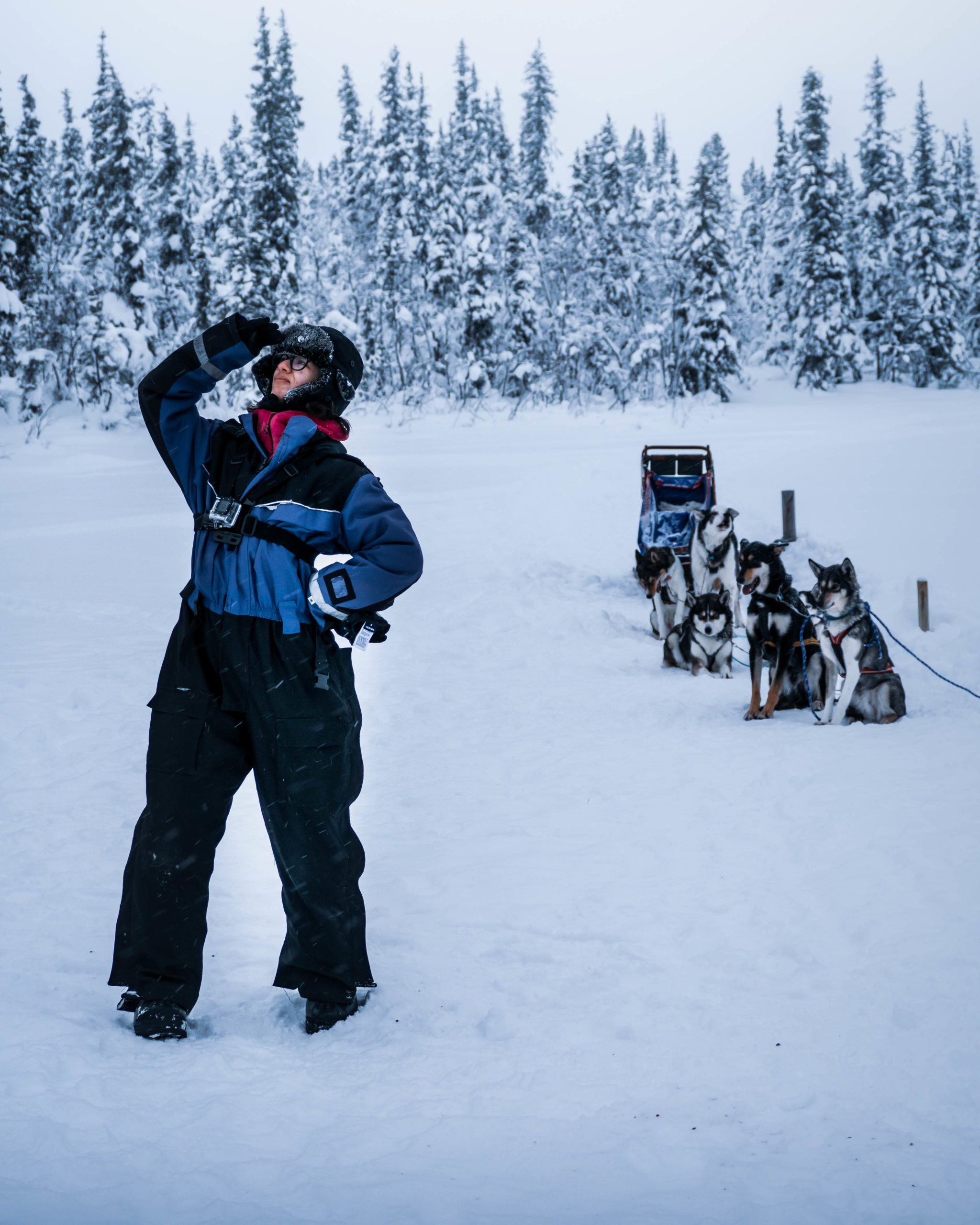 Parcourir la laponie en chiens de traineaux avec husky voice kiruna