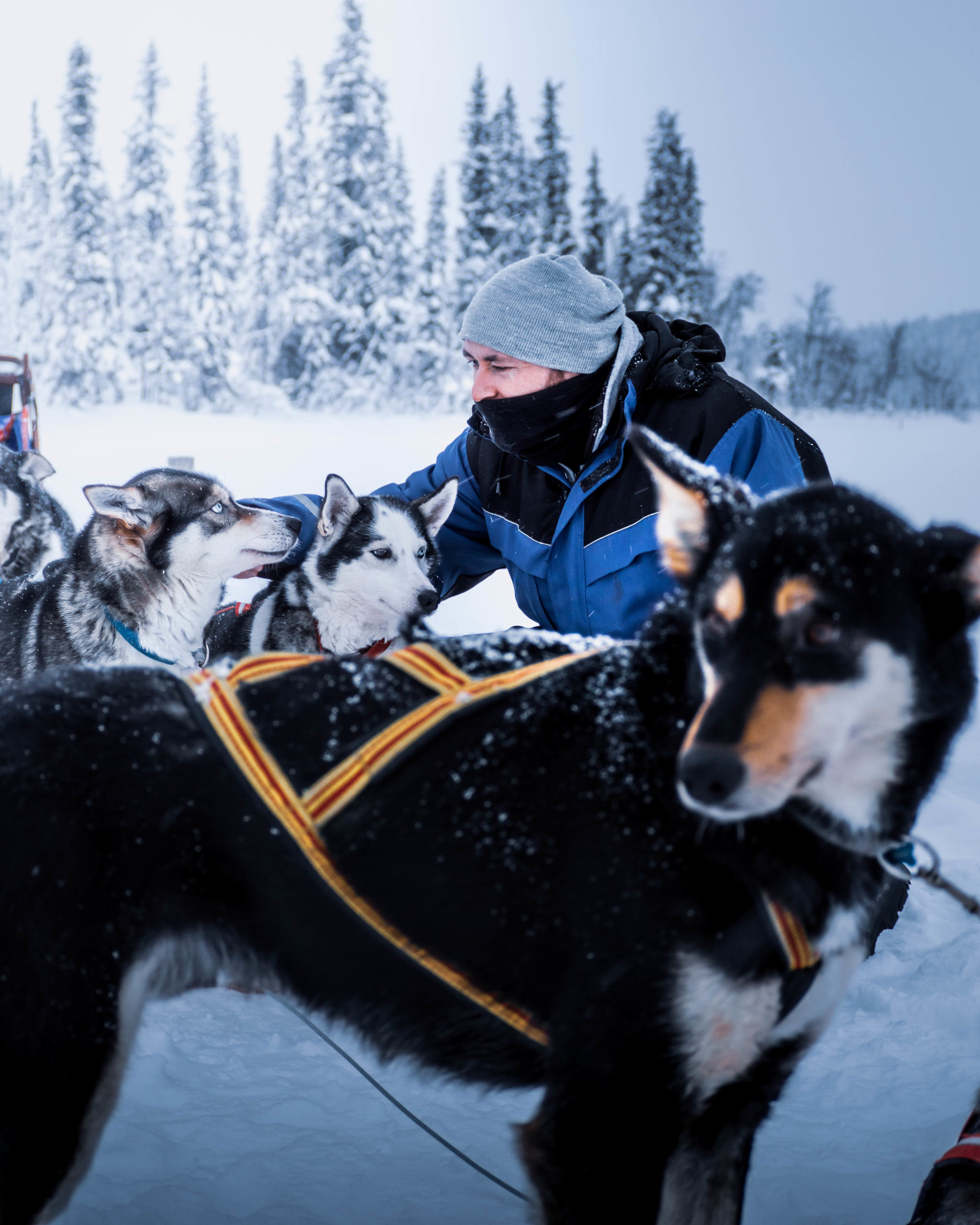 Chiens de traineaux en Laponie