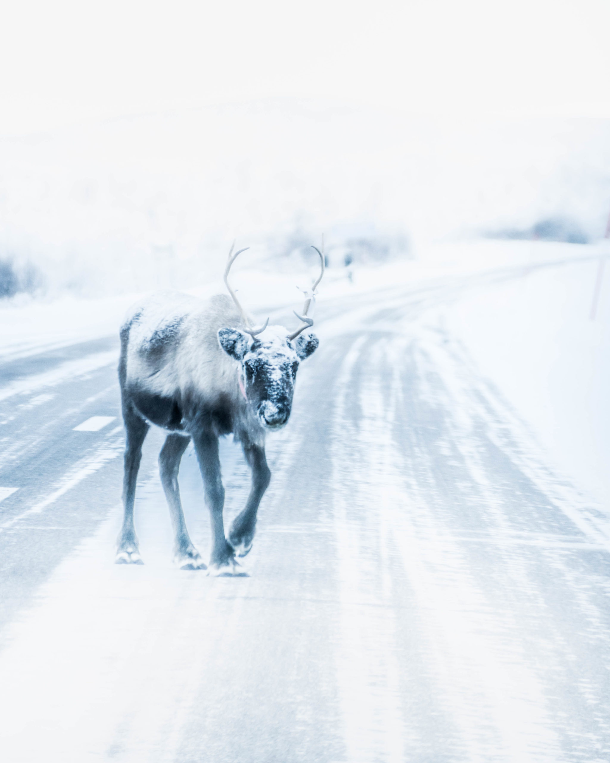 Renne sur la route en Laponie