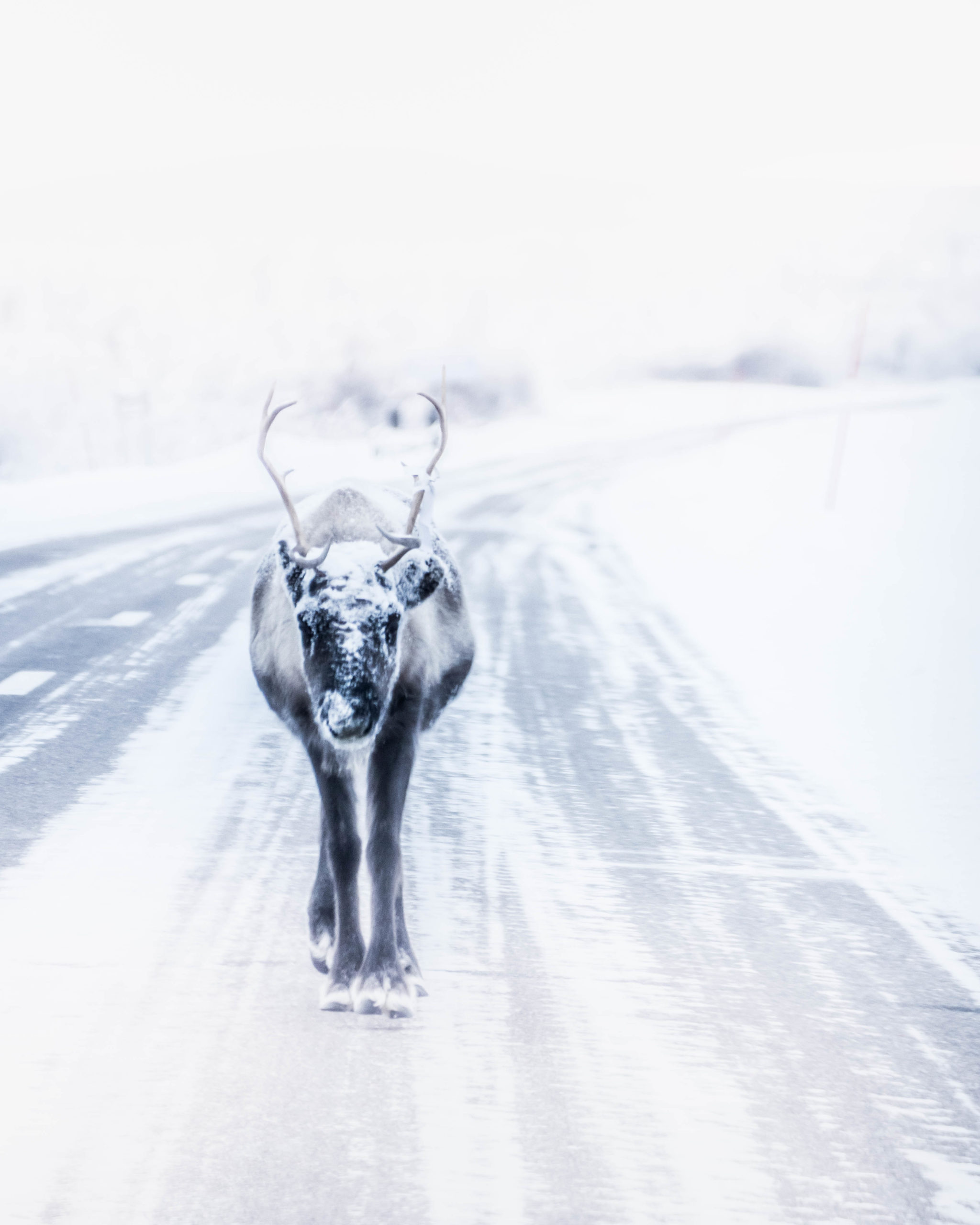 Un renne sur la route