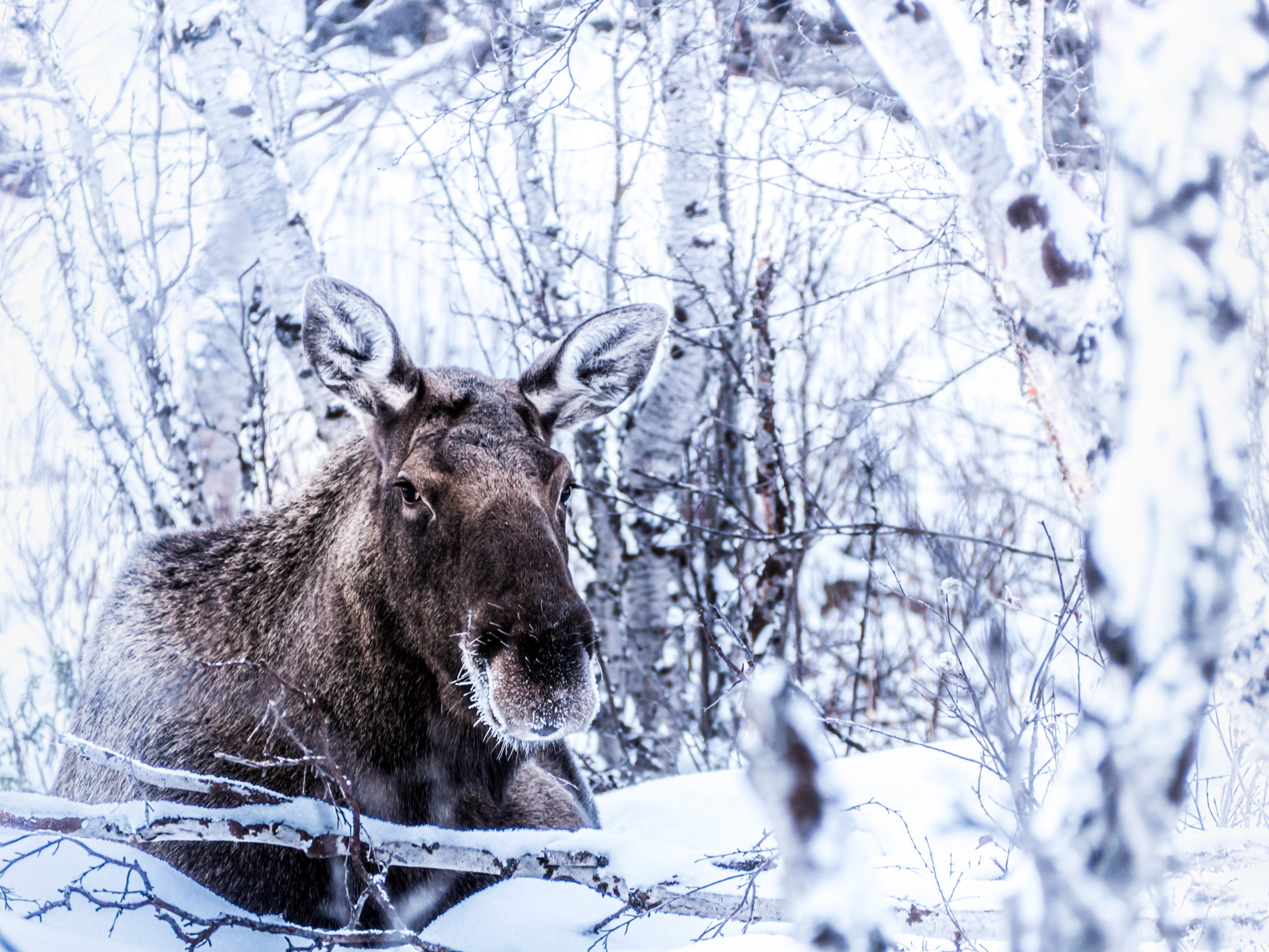 Un élan posé dans la neige