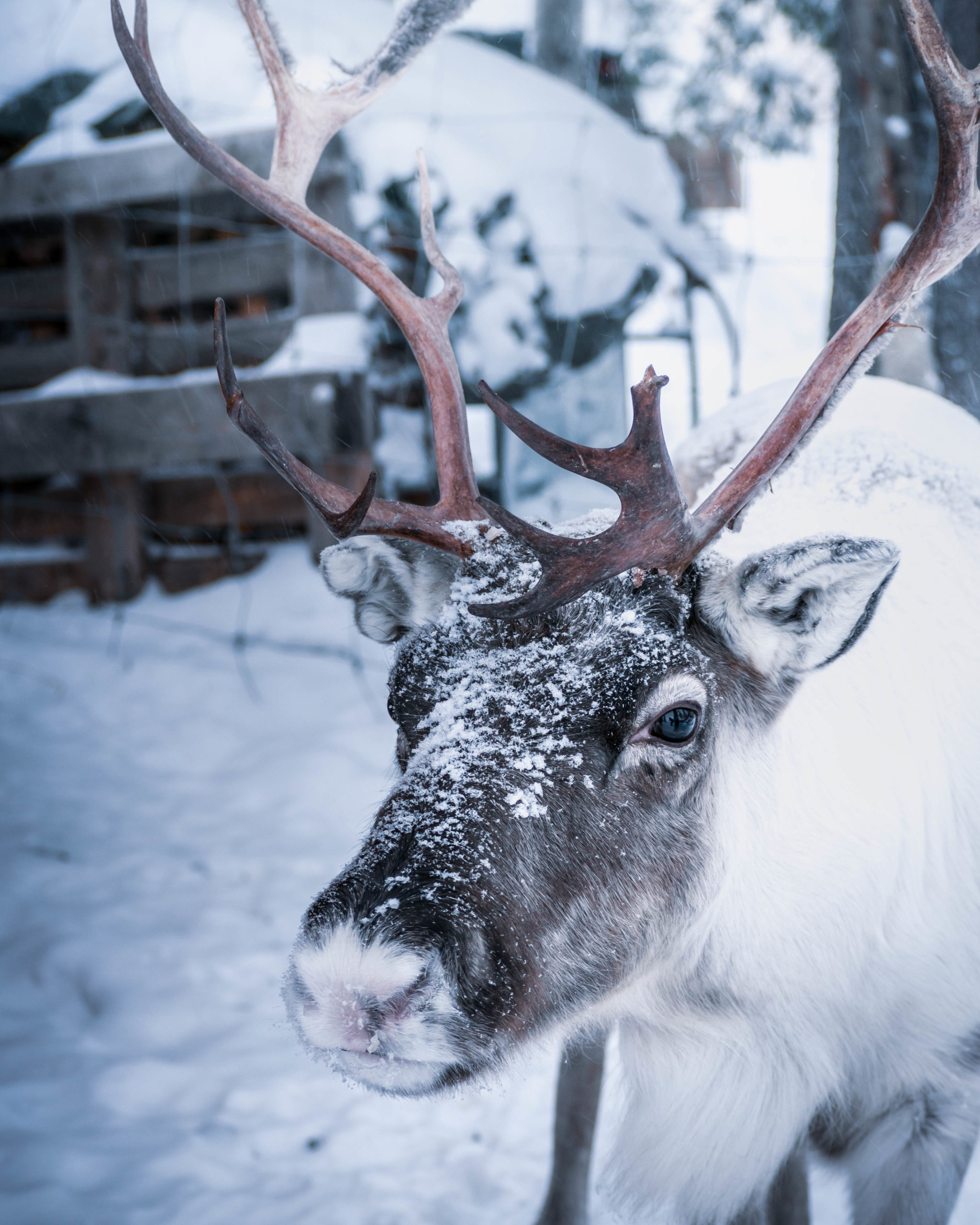 La beauté de la faune en laponie