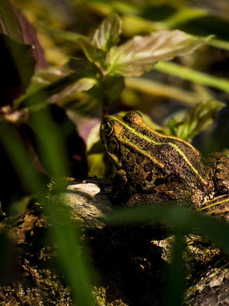 Grenouilles à Krka