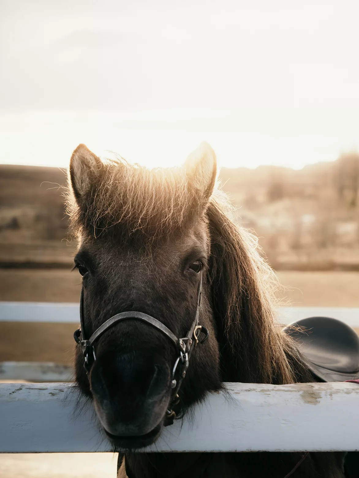 L'équitation en Islande, une activité à faire absolument