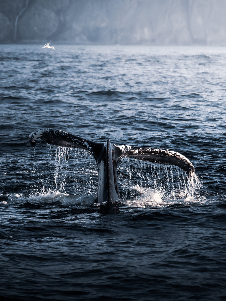 Voir des baleines en islande à Husavik