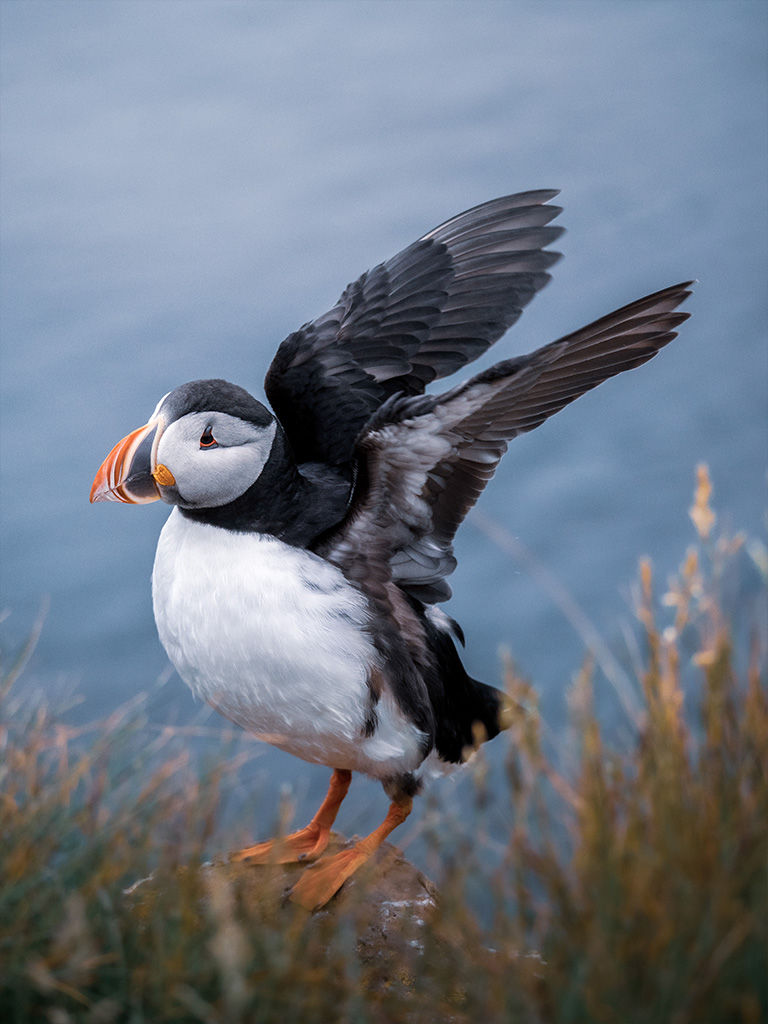 Où peut t'on observer des macareux en Islande