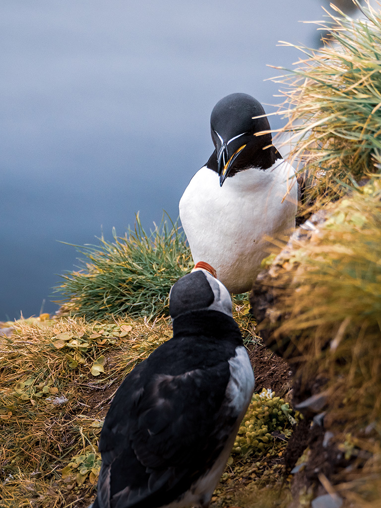 Les macareux moine sur les falaises de Latrabjarg en compagnie des pingouins torda