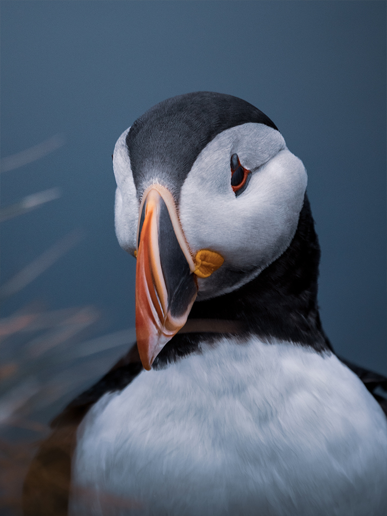 Observer des macareux en Islande