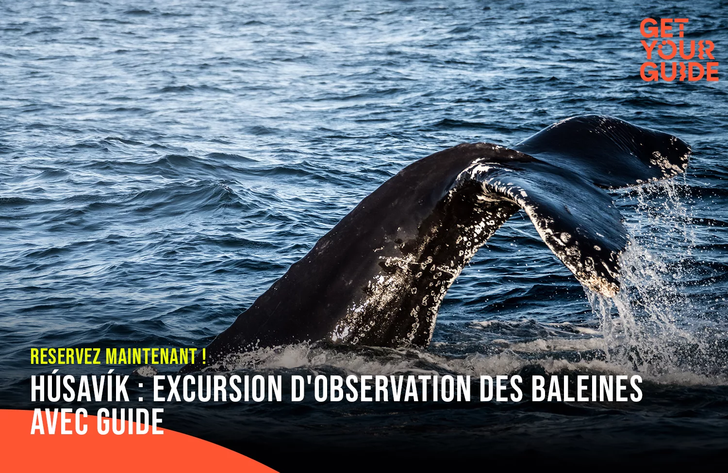 Voir des baleines en Islande