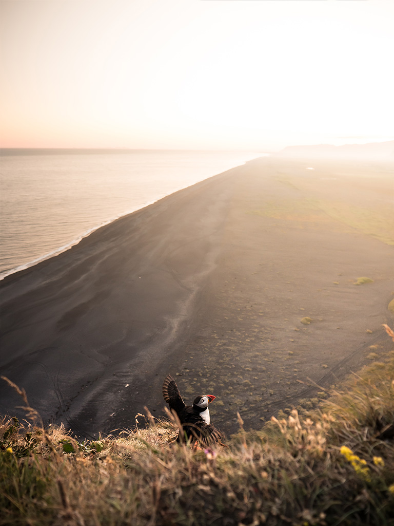 Le macareux en islande en haut des falaises face à la plage de sable noire