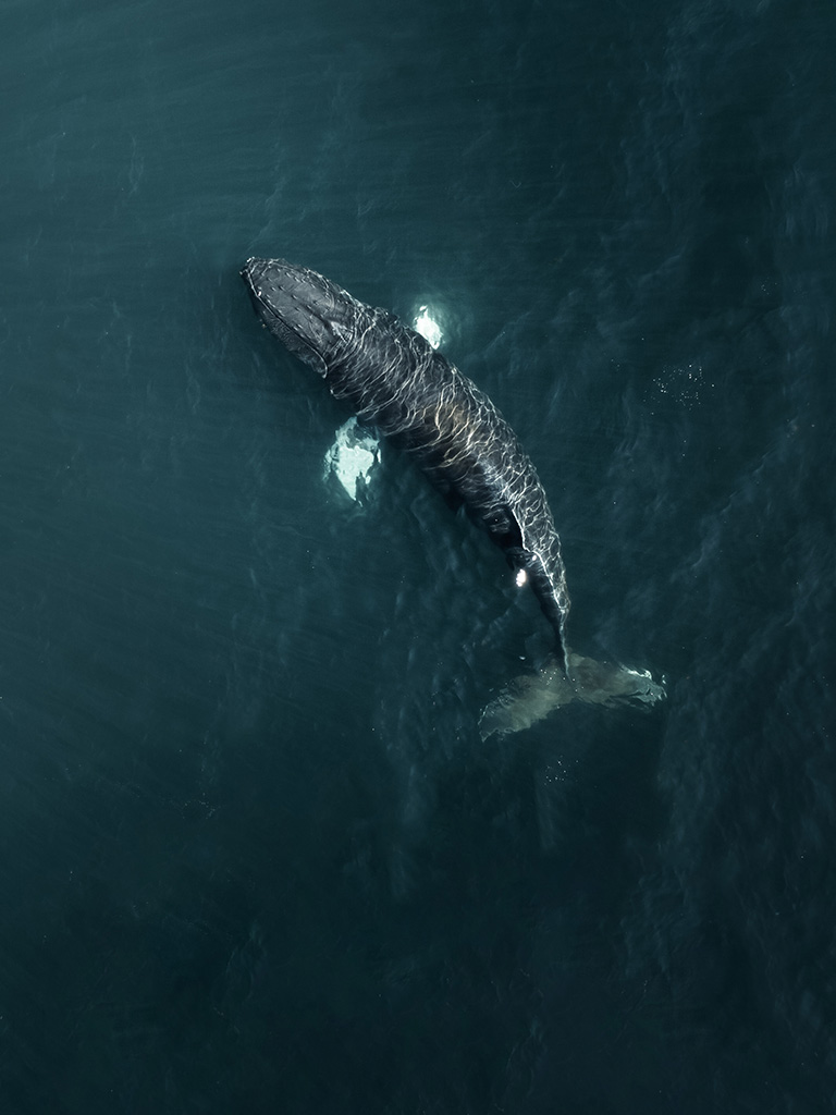 Voir des baleines en islande