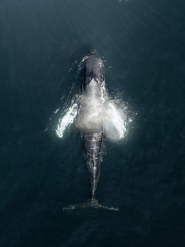 Baleines dans les fjords islandais