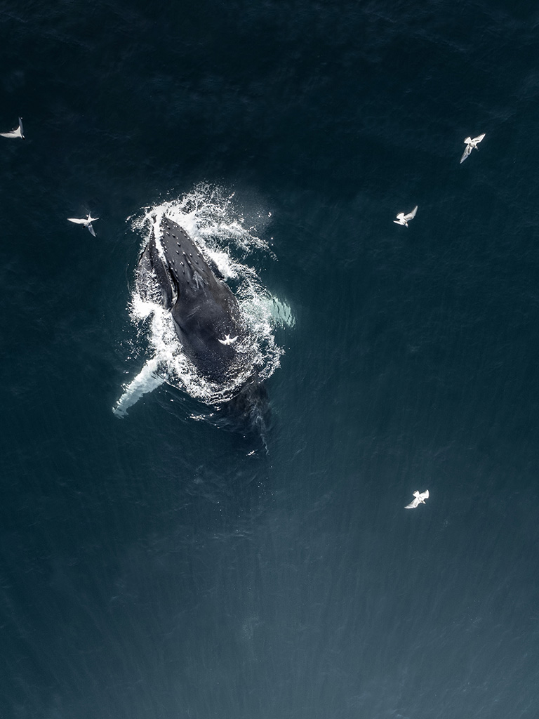 Baleine qui se nourrit
