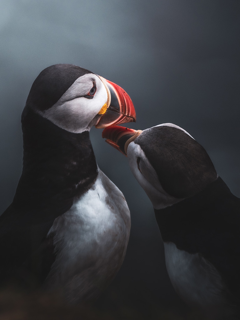 Le macareux est un oiseau monogame et fidèle