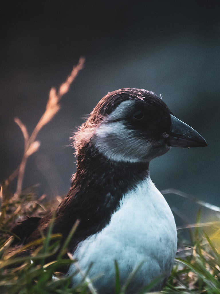 Image rare d'un bébé oiseaux macareux moine