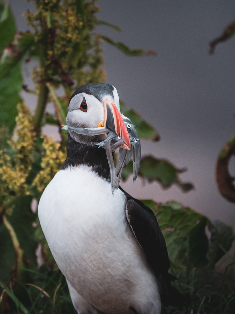Un macareux moine qui revient de la pêche