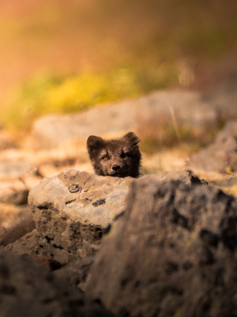 Renard polaire en pleine observation