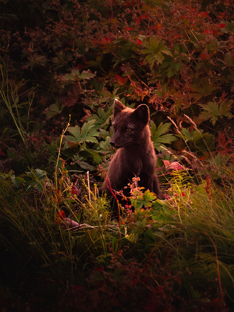 Renard polaire à Hornstrandir