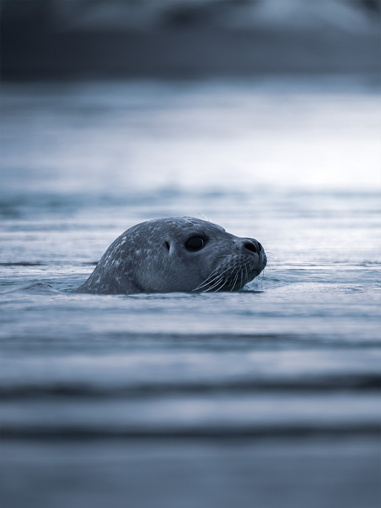 Les phoques de Jokulsarlon