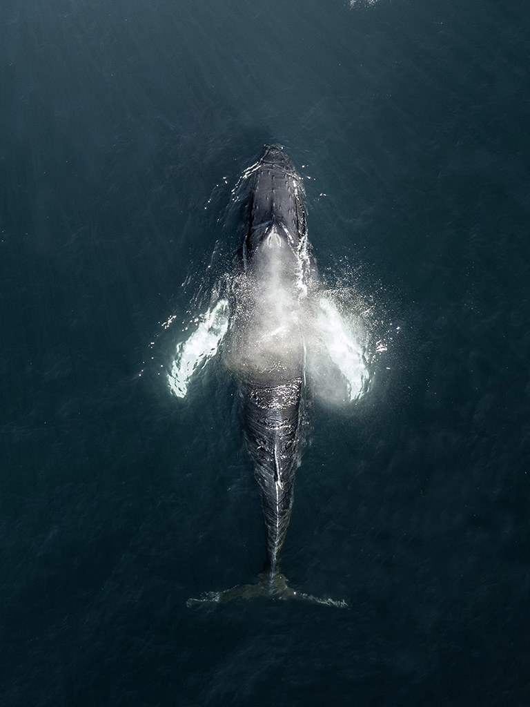 Tomber sur des baleines dans un fjords, il n'y a rien de plus beau lors d'un roadtrip en Islande