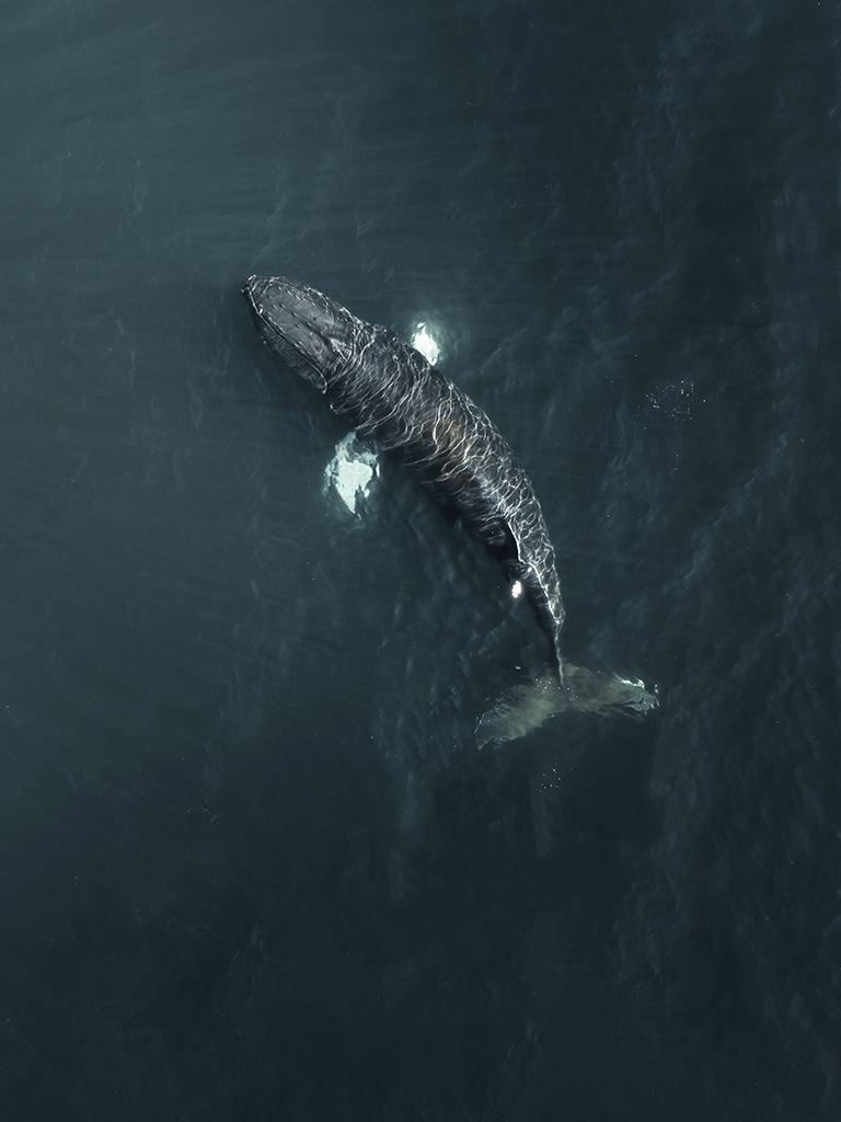 Plusieurs baleines viennent nous saluées dans le fjords alors que nous nous dirigeons vers Isafjordur