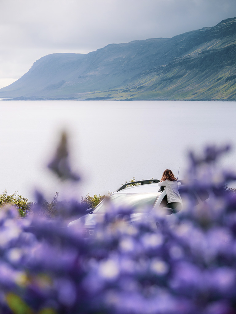 Les paysages de fjords islandais pavé de lupins