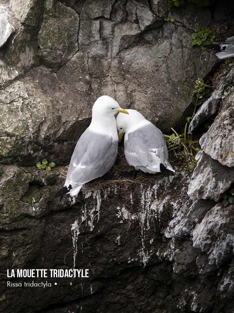 Les mouettes tridactyles sur les falaise de Latrabjarg