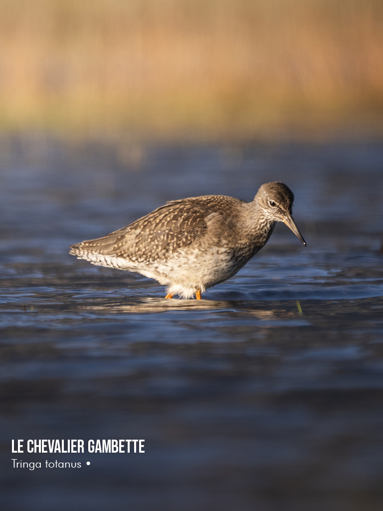 Ornithologie dans les fjords de l'ouest en islande