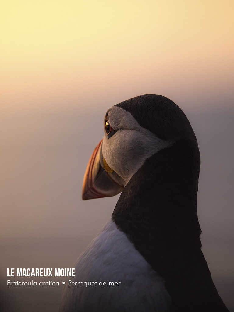 L'oiseau emblématique de l'Islande