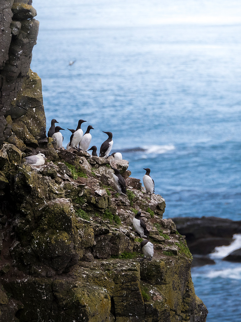 Les guillemot de troil profitent des falaise de Latrabjarg