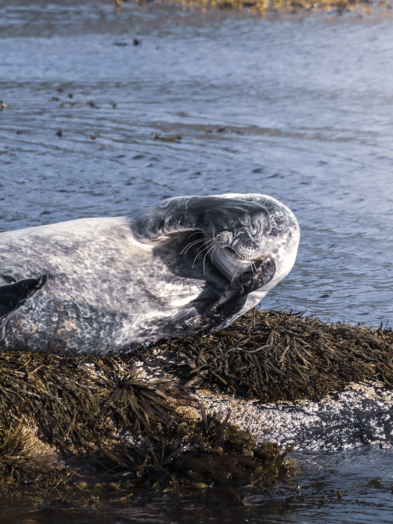 Le phoque de Hornstrandir dans les fjords de l'ouest