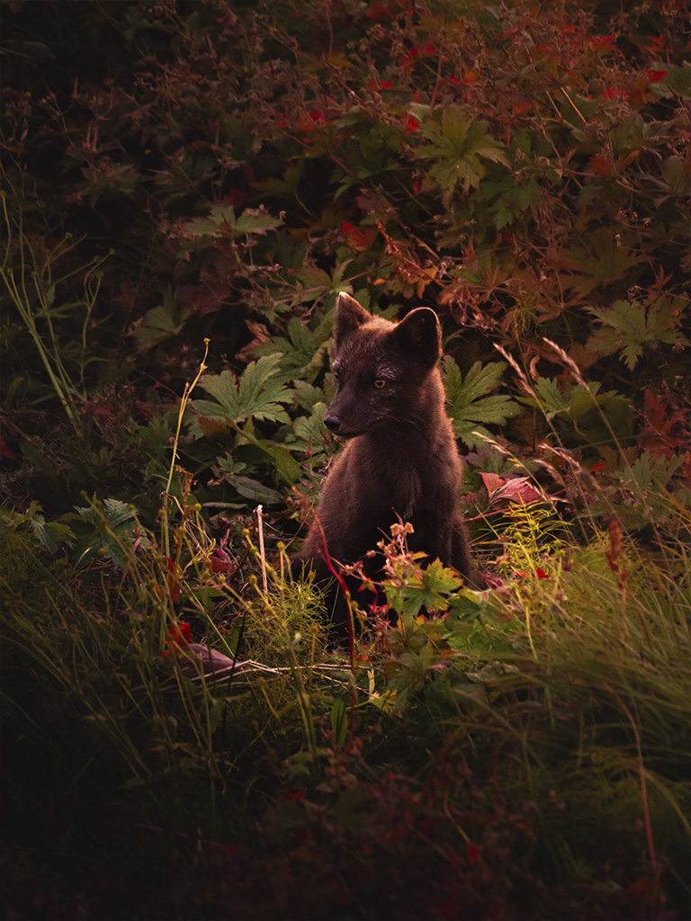 Un renard polaire vient nous rendre visite