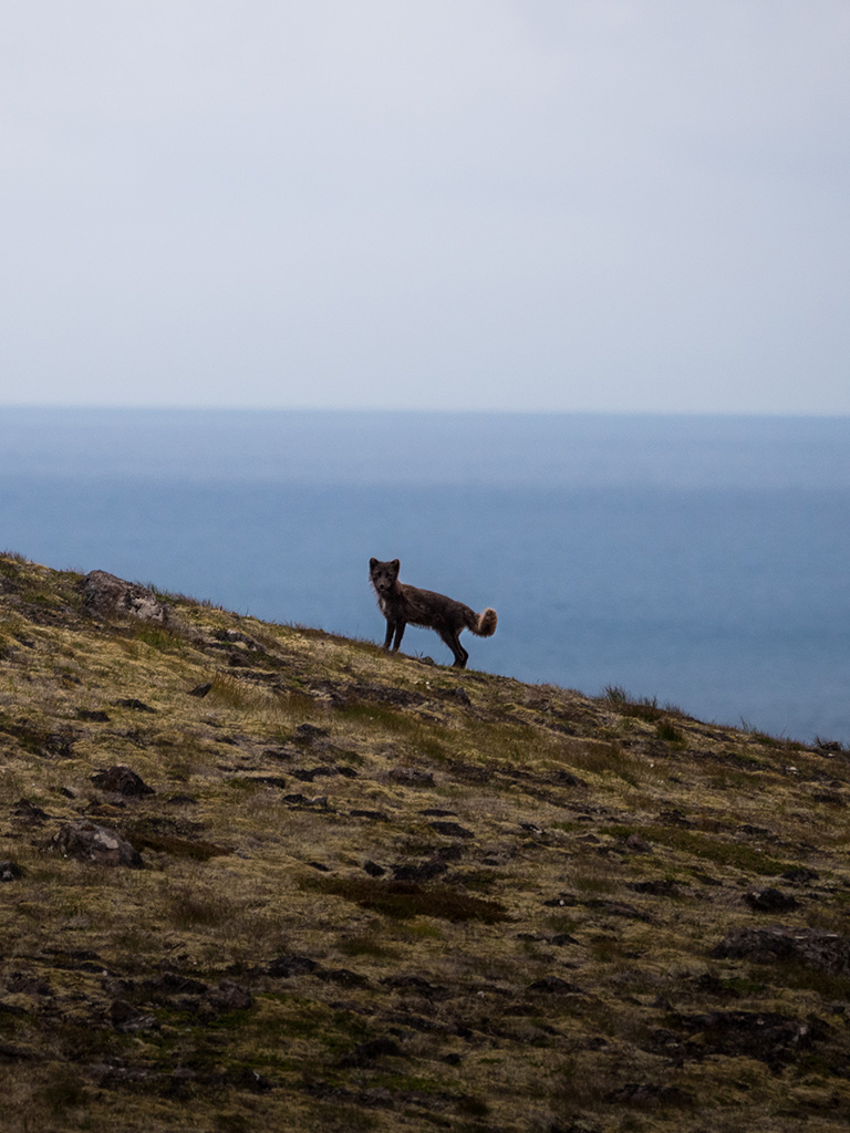 Un renard polaire vient chasser sur les hauteurs de Latrabjarg