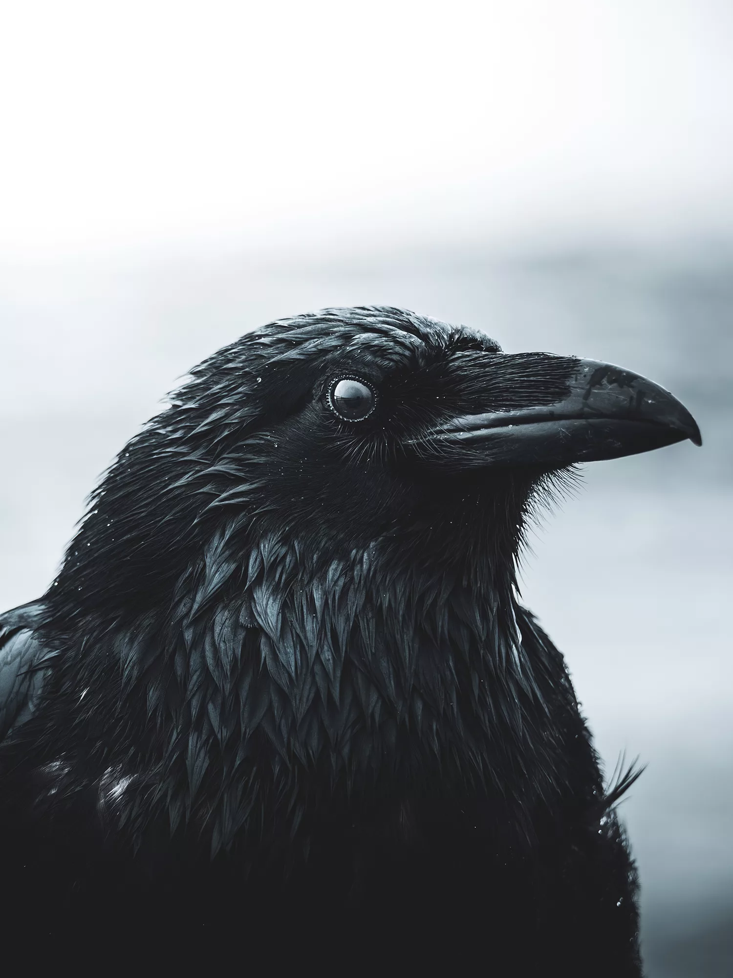 Odin veille sur nous comme à chaque voyage